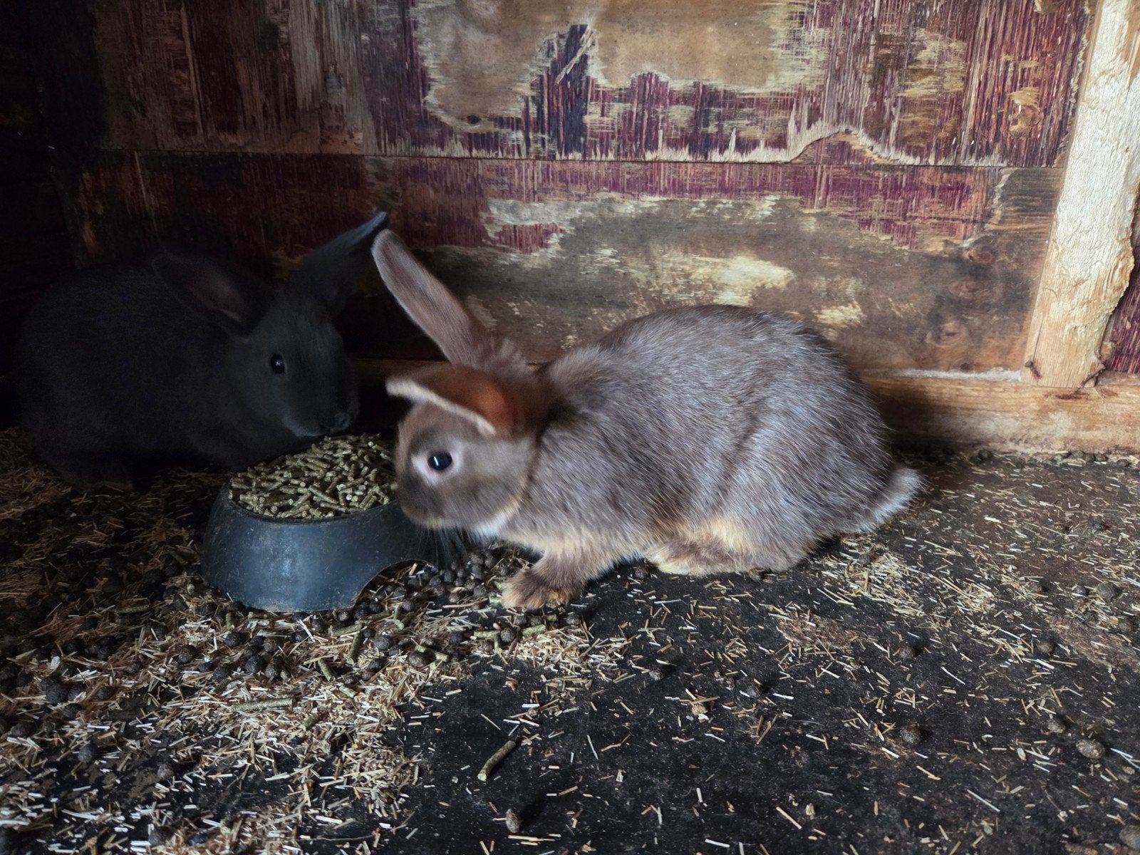 Konijn, Dieren en Toebehoren, Konijnen, Vrouwelijk, Middelgroot