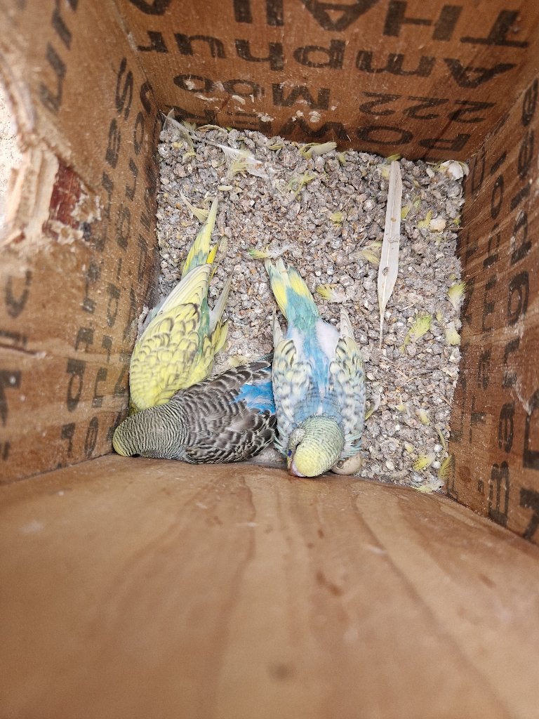 2 + 4 Jonge grasparkieten natuurbroed in buiten voilere., Dieren en Toebehoren, Vogels | Parkieten en Papegaaien, Meerdere dieren