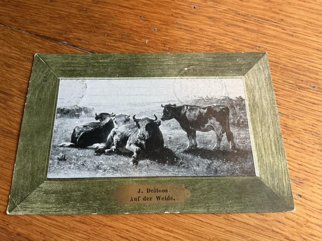 H130 koe, Ophalen of Verzenden, 1980 tot heden, Natuur