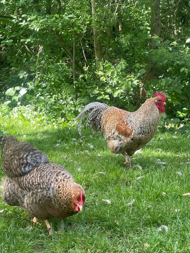 BROEDEIEREN BIELEFELDER GROOT, Meerdere dieren, Kip