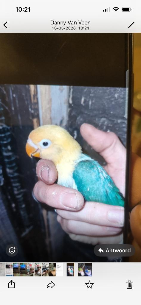 Jonge dwergpapagaaien voor HANDTAM te maken met 8 weken, Dieren en Toebehoren, Vogels | Parkieten en Papegaaien, Geslacht onbekend