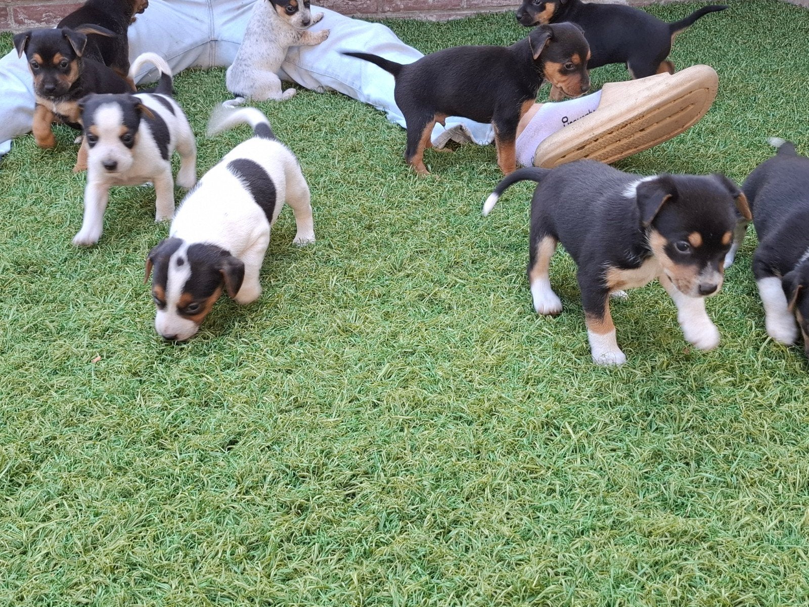 boerenfox puppy's, nog 2 reutjes en 1 teefje beschikbaar., Dieren en Toebehoren, Jack Russell Terriër, 8 tot 15 weken, CDV (hondenziekte)