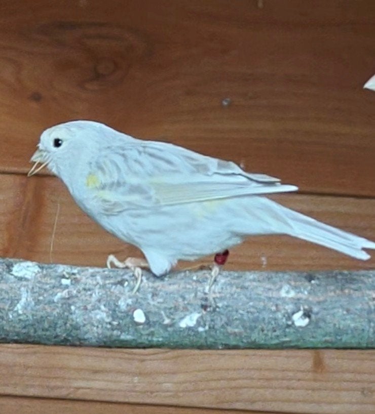 Kanarie agaat mozaïek, Dieren en Toebehoren, Vogels | Kanaries, Meerdere dieren, Kleurkanarie