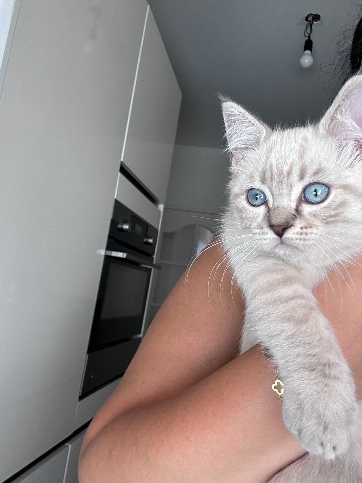 Britse kort haar x Ragdoll blue lynx kitten, Kater, Gechipt, 0 tot 2 jaar