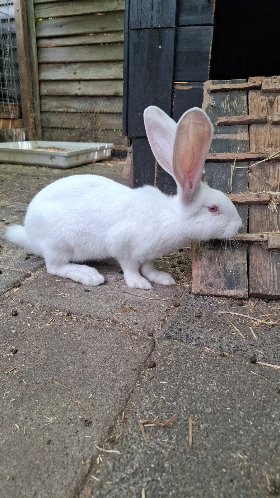 Duitse reus, Dieren en Toebehoren, Vrouwelijk, Groot