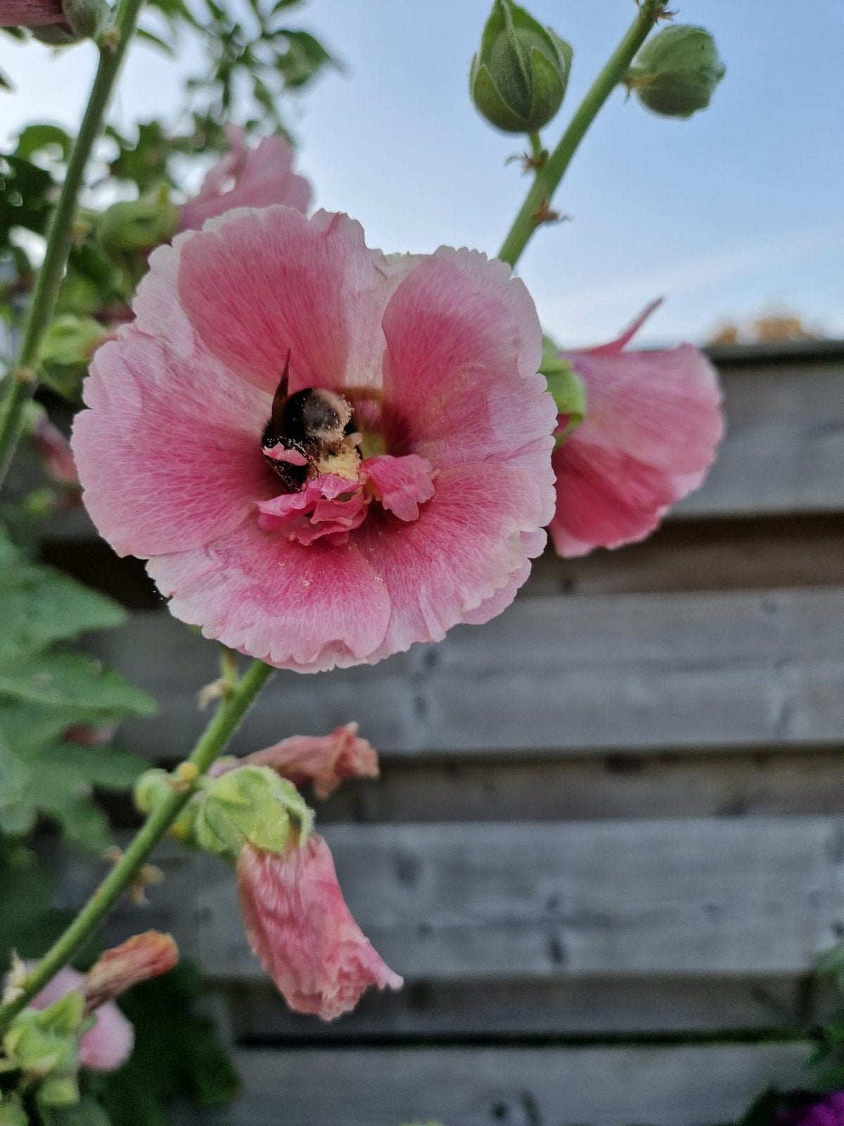 Roze Stokroos Zaden - Voorweken voor Snelle Ontkieming, Tuin en Terras, Planten | Tuinplanten, Ophalen of Verzenden, Overige soorten