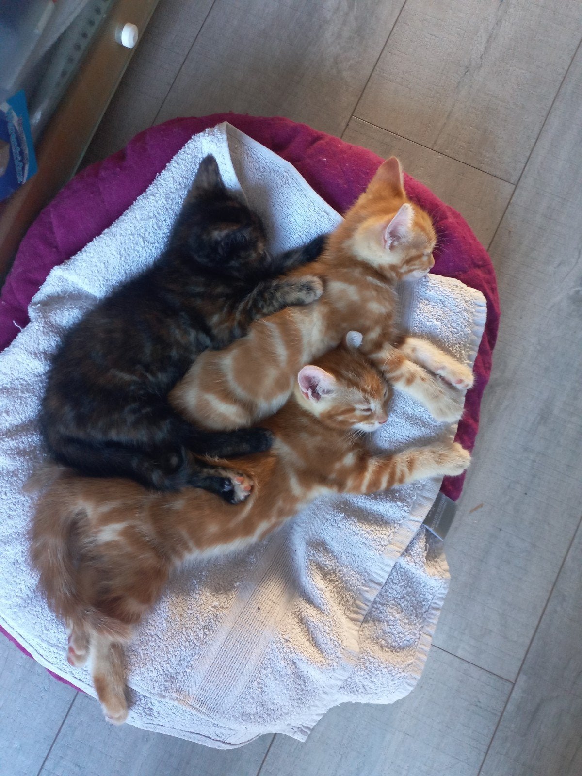 3 Zindelijke, liefdevolle en speelzame kittens!, Meerdere dieren, Kortharig, 0 tot 2 jaar