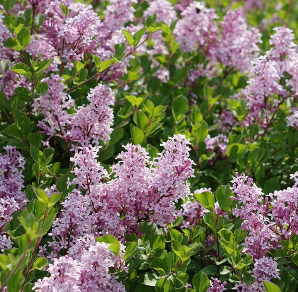 Grote Dwergsering (Syringa) in pot | Syringa meyeri 'Palibin, Volle zon, Vaste plant, Lente, Ophalen