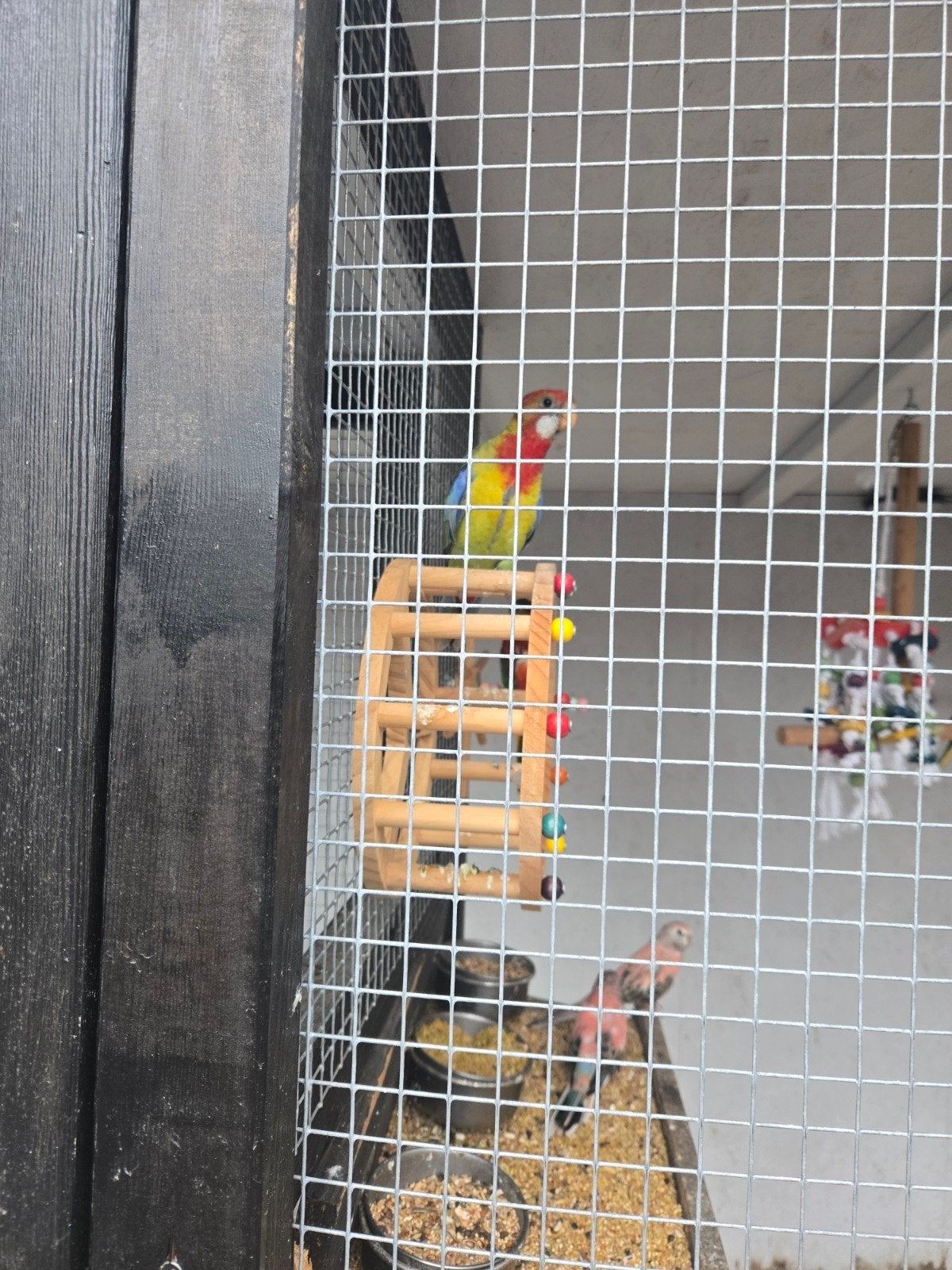 Rozella, Geslacht onbekend, Papegaai