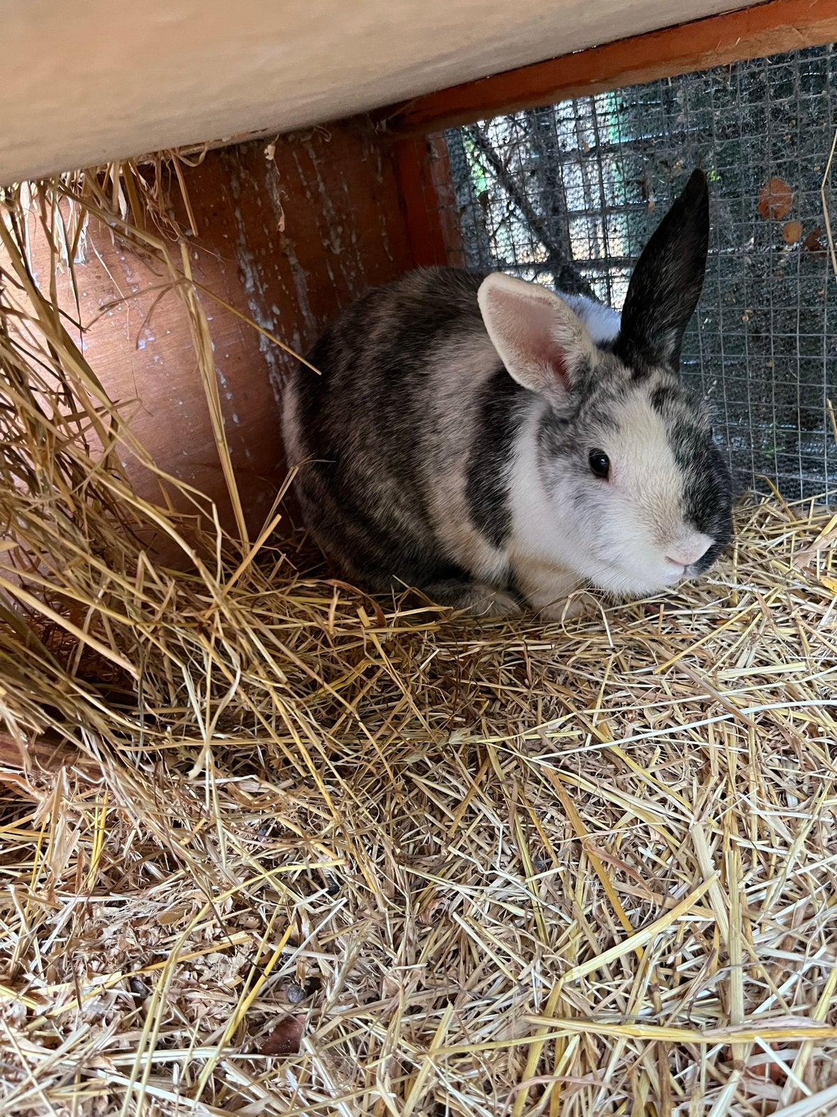 Wit met zwart konijn (vrouwtje) met hok, Dieren en Toebehoren, Vrouwelijk, Klein, 6 tot 8 jaar