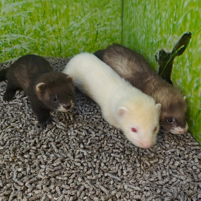 Mustela putorius furo, Dieren en Toebehoren, Knaagdieren, Meerdere dieren, Hamster, Mei