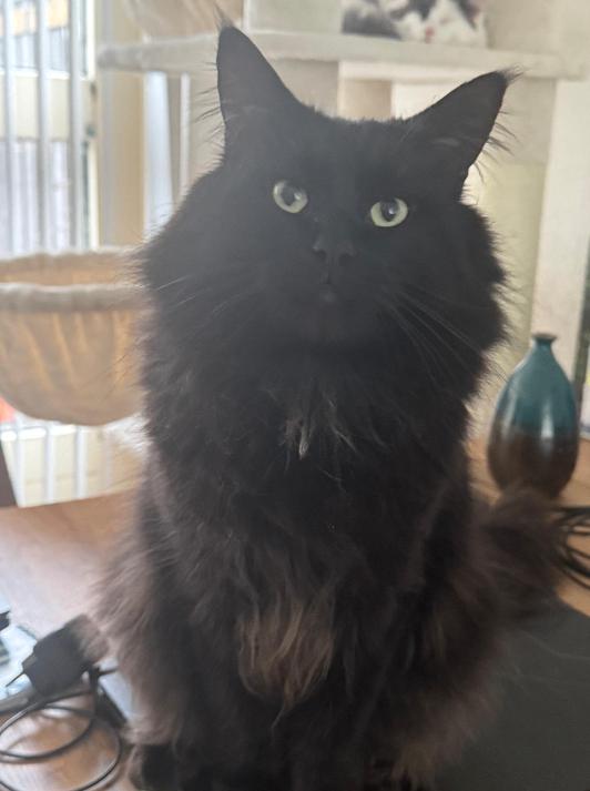 Maine Coon kater 2 jaar!, Kater, Ontwormd, 0 tot 2 jaar