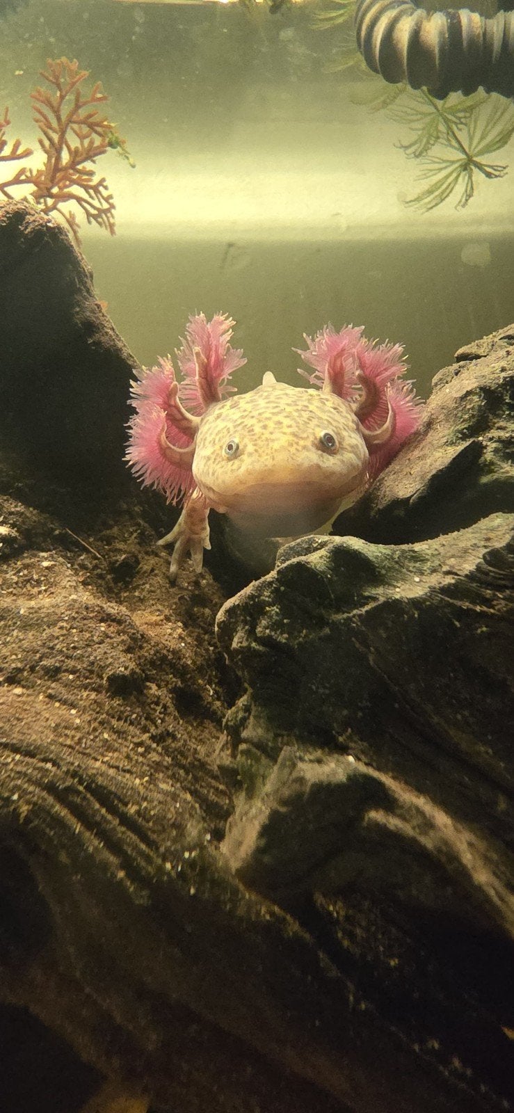 4 axolotls, Amfibie, 0 tot 2 jaar