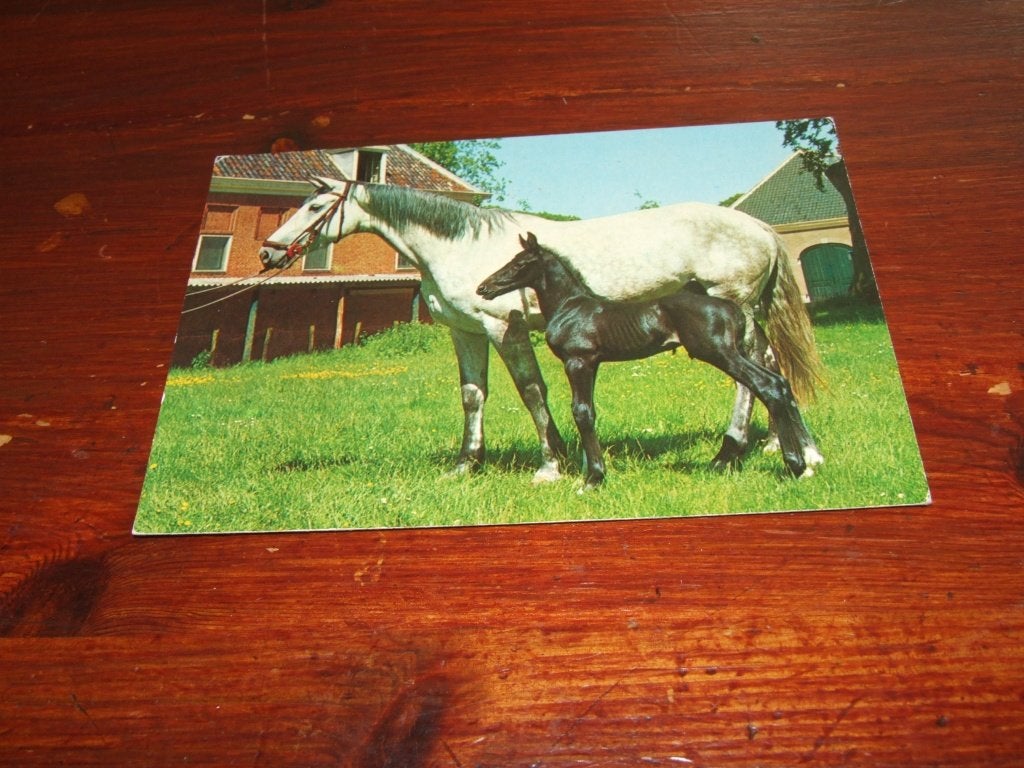 A174- Ansichtkaart: Merrie met veulen in de wei, Verzenden, 1980 tot heden, Ongelopen, Paard