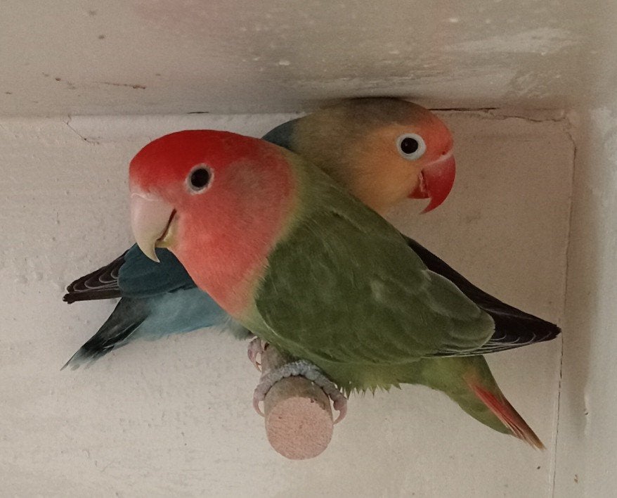Te koop: Agapornissen met kooi., Meerdere dieren, Dwergpapegaai of Agapornis