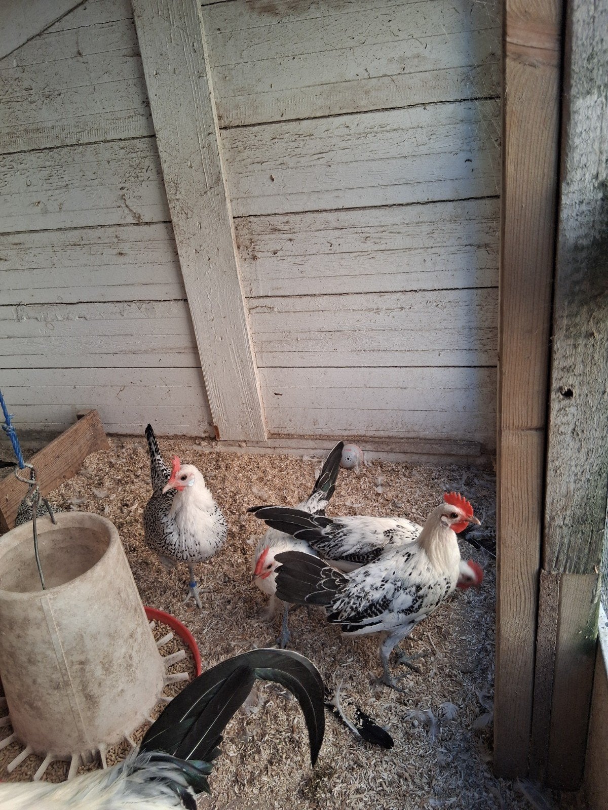 Raszuivere Groninger meeuw kriel, Dieren en Toebehoren, Pluimvee, Mannelijk, Kip