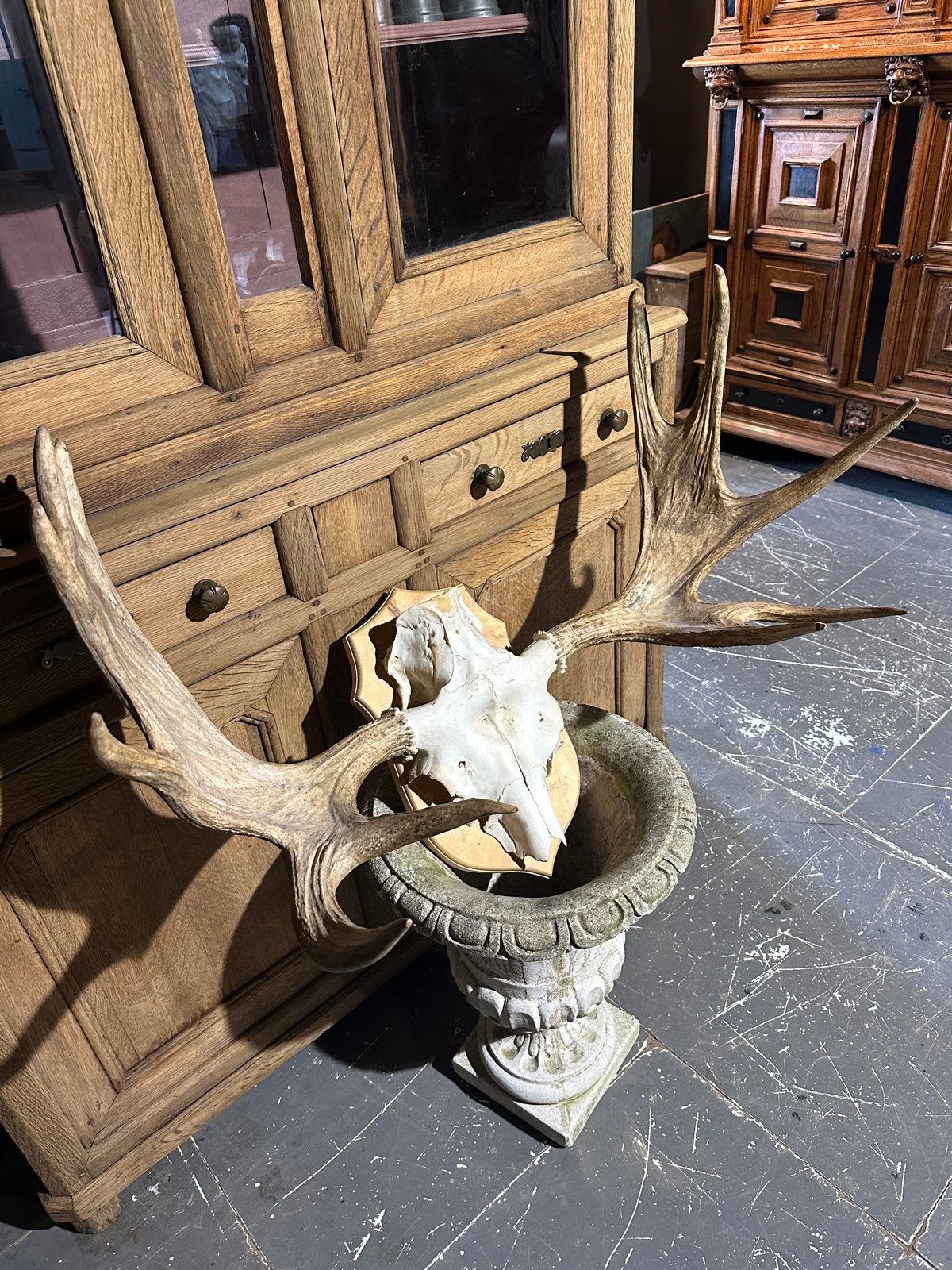 HENDRICKX    Groot Gewei van een Eland., Verzamelen, Dierenverzamelingen, Ophalen of Verzenden, Gewei of Kop