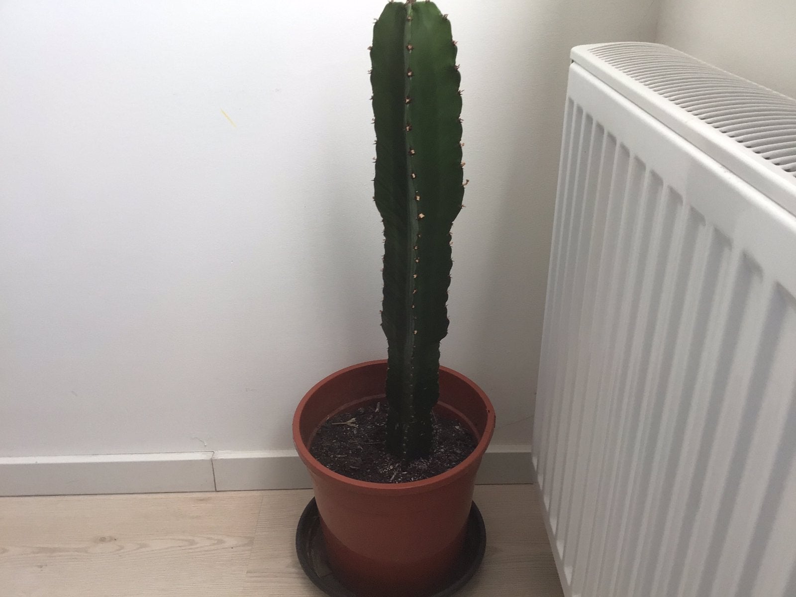 Cactus, Huis en Inrichting, Ophalen
