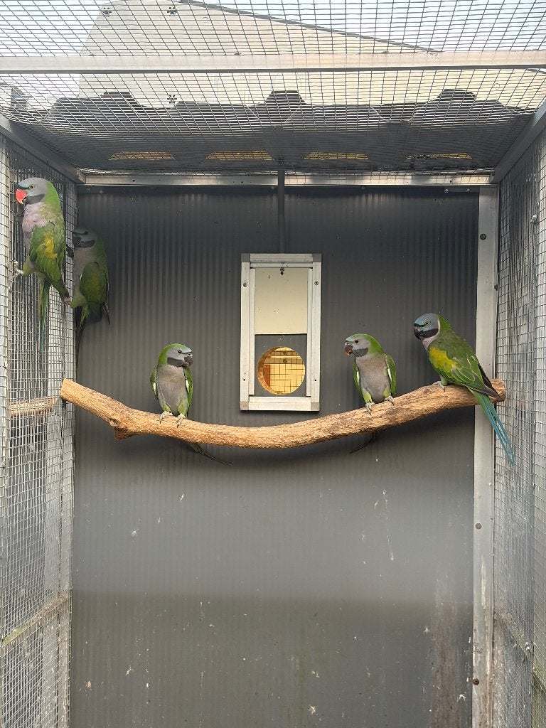 Derbyan poppen gezocht, Dieren en Toebehoren, Vogels | Parkieten en Papegaaien, Vrouwelijk, Parkiet, Geringd