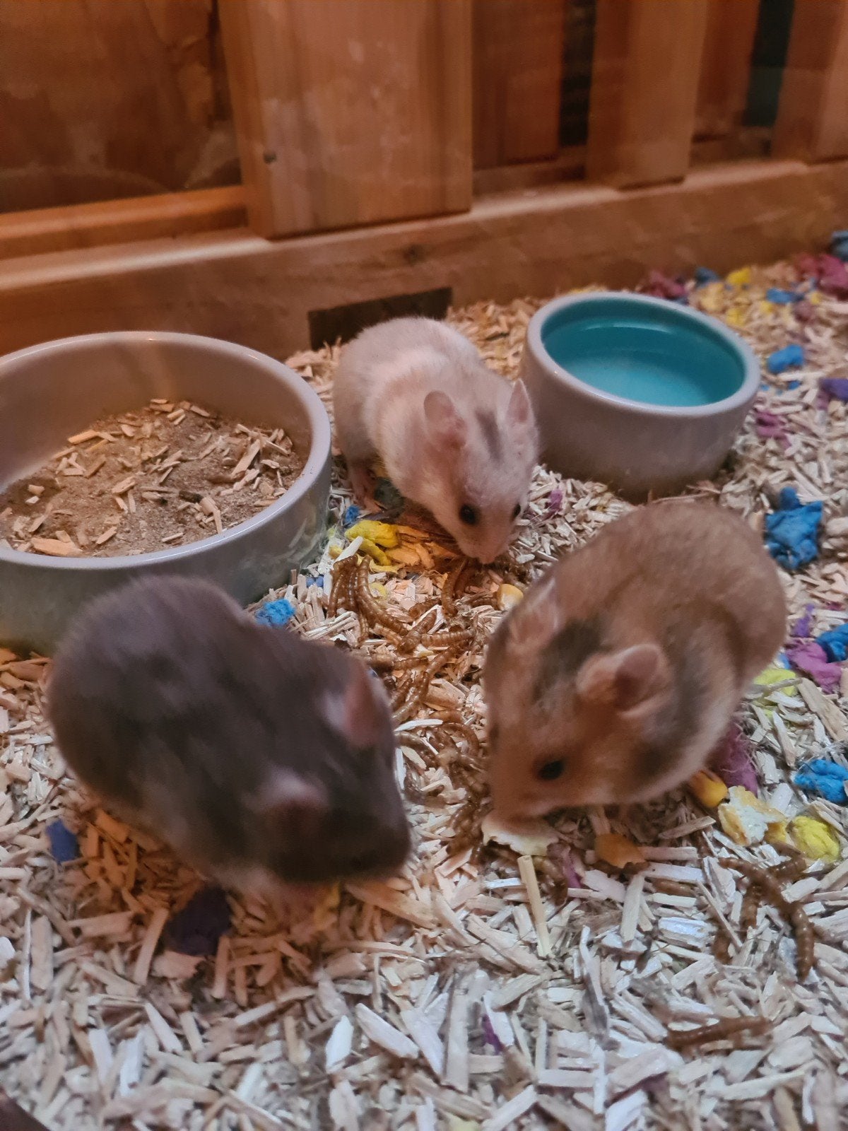 Goudhamster man, bijna 6 weken oud, Juni, Mannelijk, Hamster
