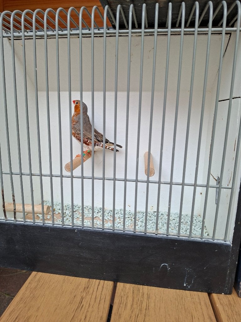 zebravink oranjeborst, Meerdere dieren, Tropenvogel, Geringd