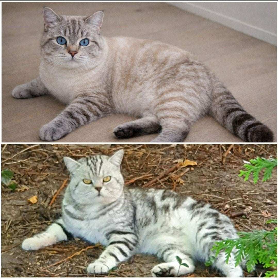 DEKKATERS Brits Korth Silver Tabby Blotch/Lynx. incl.FivFelv, Dieren en Toebehoren