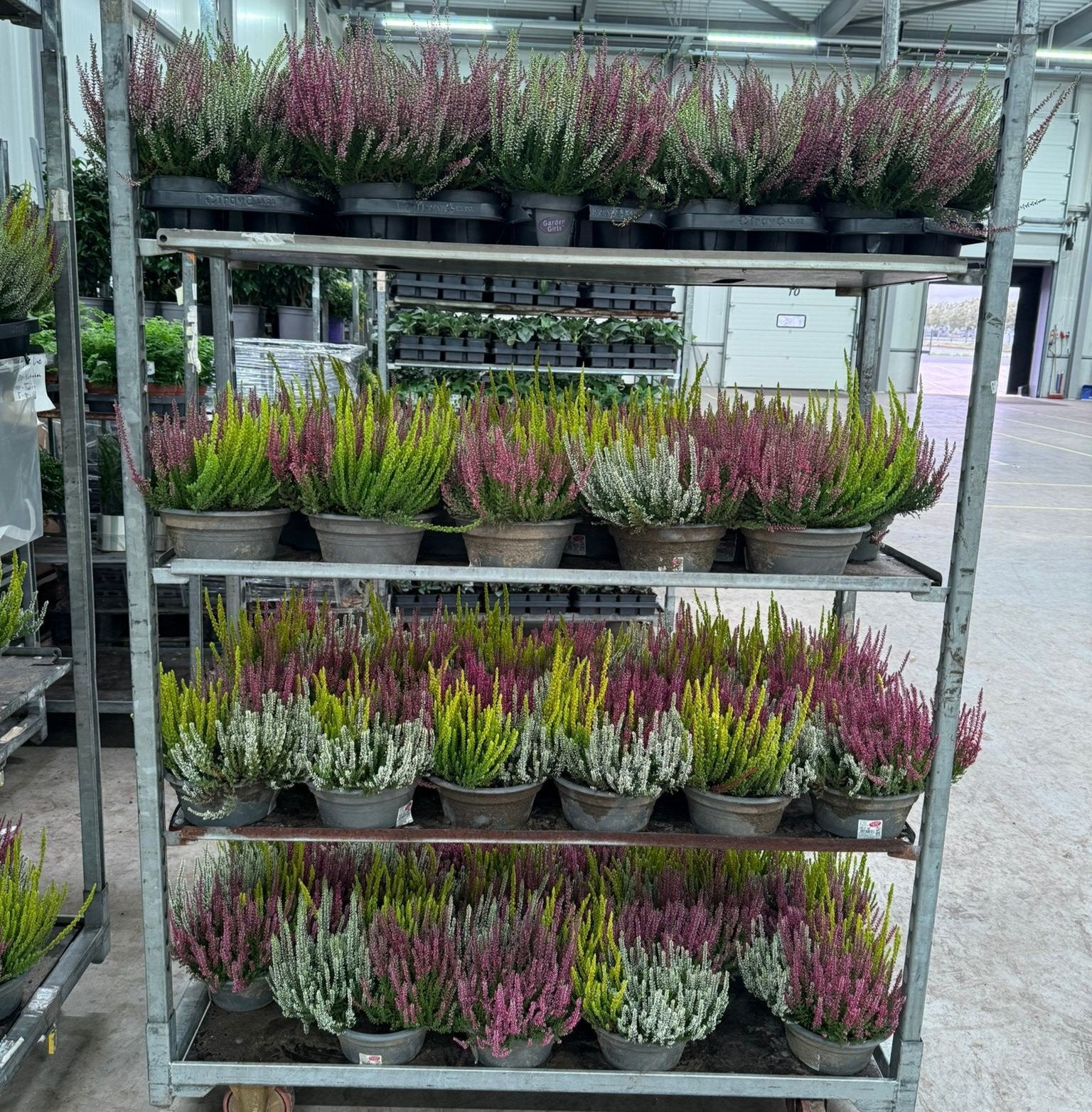 verschillende kleuren  Heide, Overige soorten, Minder dan 100 cm, Zomer, Ophalen