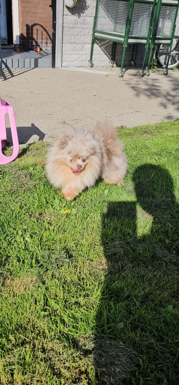 **Exclusieve chocolade tan merle Pomeriaan reu 2,5 jaar oud, 1 tot 2 jaar, Eén hond, CDV (hondenziekte), Nederland