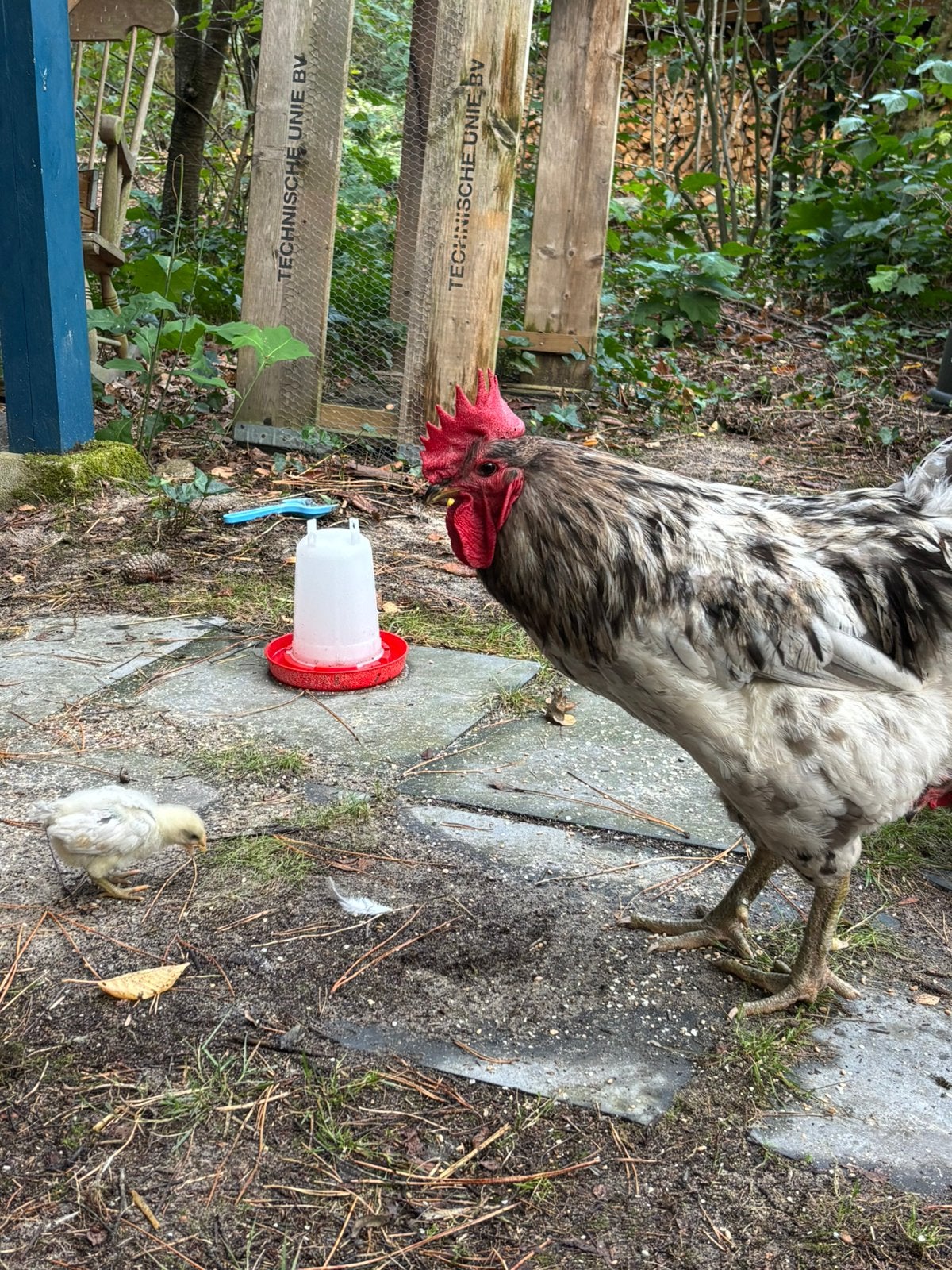 Jersey giant haantje, kleur splash, paar weken oud, Dieren en Toebehoren, Pluimvee, Mannelijk, Kip