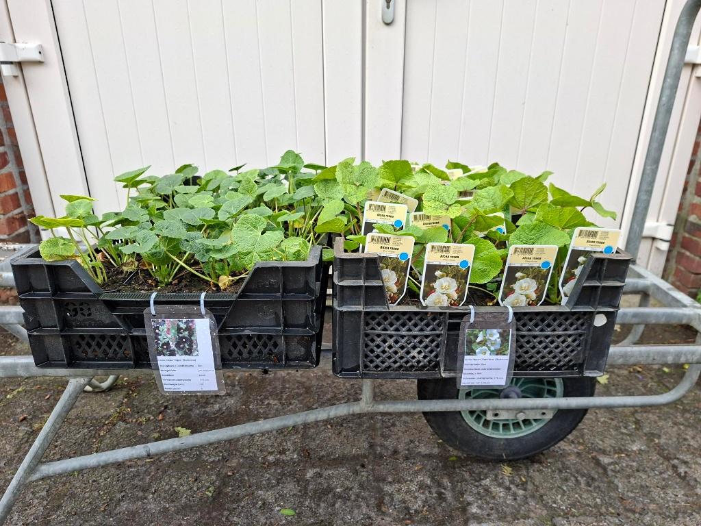 Mooie soorten Alcea (Stokroos) in pot!, Ophalen, Overige soorten, Volle zon