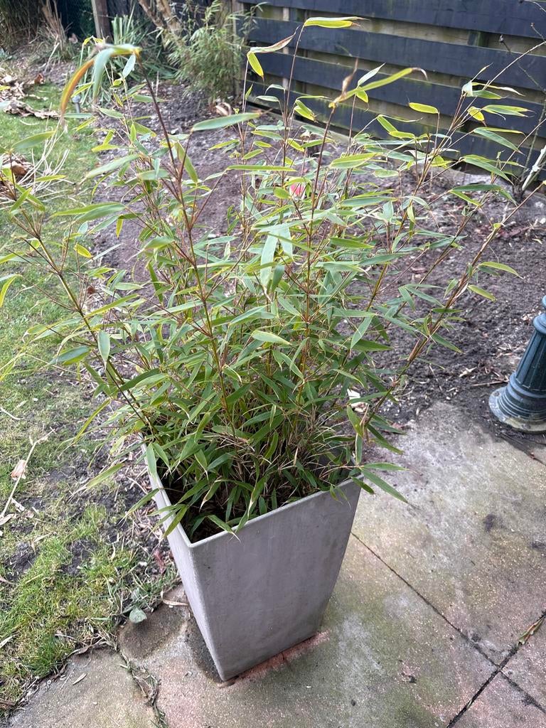 Bamboe (Phyllostachys aurea) - 80cm, niet woekerend, Tuin en Terras, Ophalen, Volle zon, Vaste plant, Siergrassen