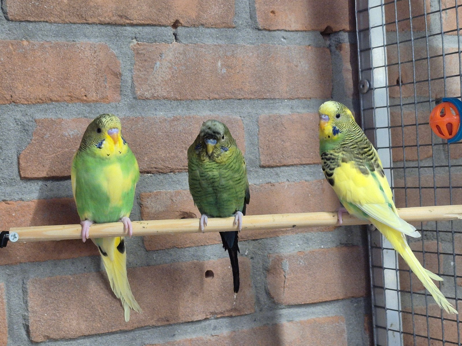 Dominant bont split Blackface, Dieren en Toebehoren, Vogels | Parkieten en Papegaaien, Mannelijk, Parkiet, Geringd