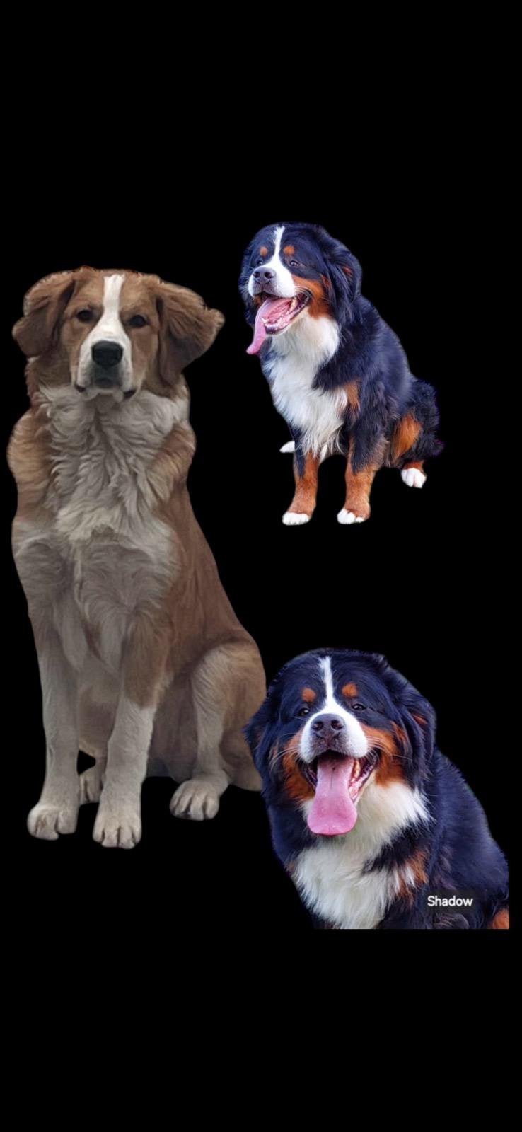 Berner Sennen  Sint Bernard /bernersenne pups, 8 tot 15 weken, Meerdere, Meerdere dieren, CDV (hondenziekte)