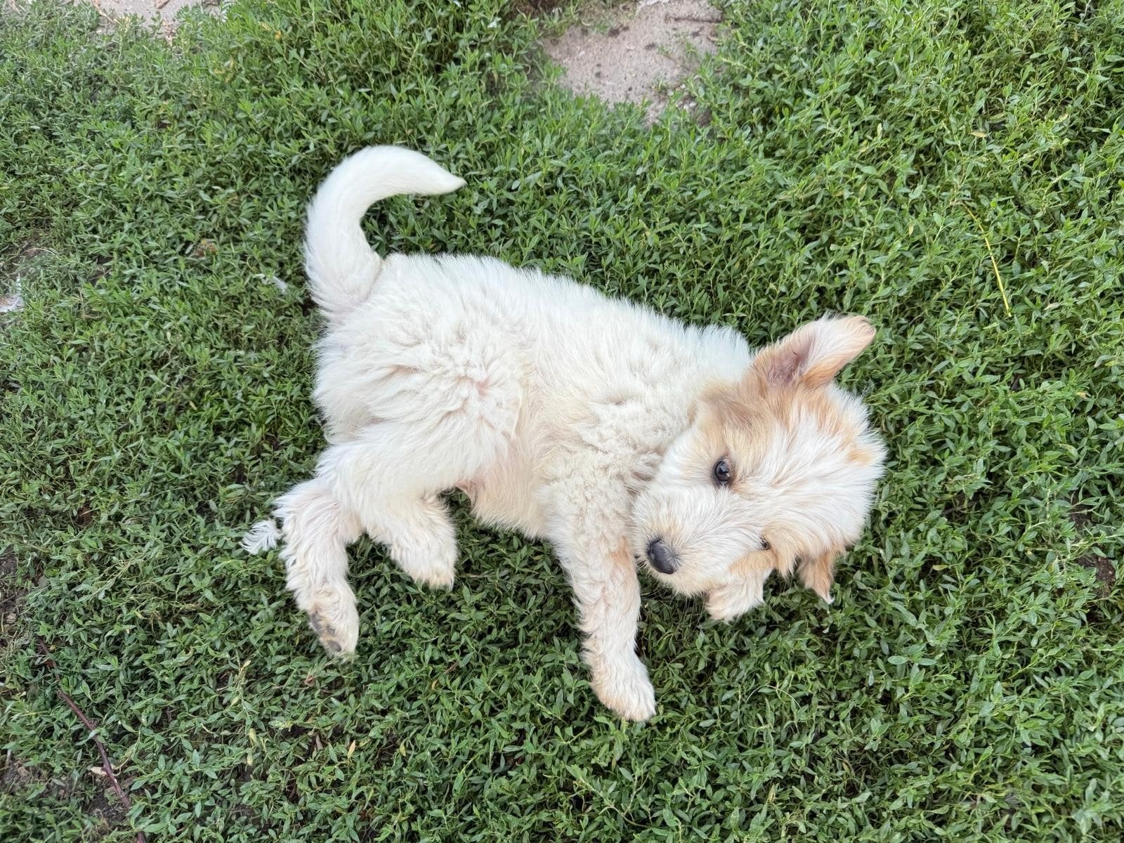 Puppy reu ter adoptie middelgroot, Dieren en Toebehoren, Particulier, 15 weken tot 1 jaar, Buitenland, Parvo