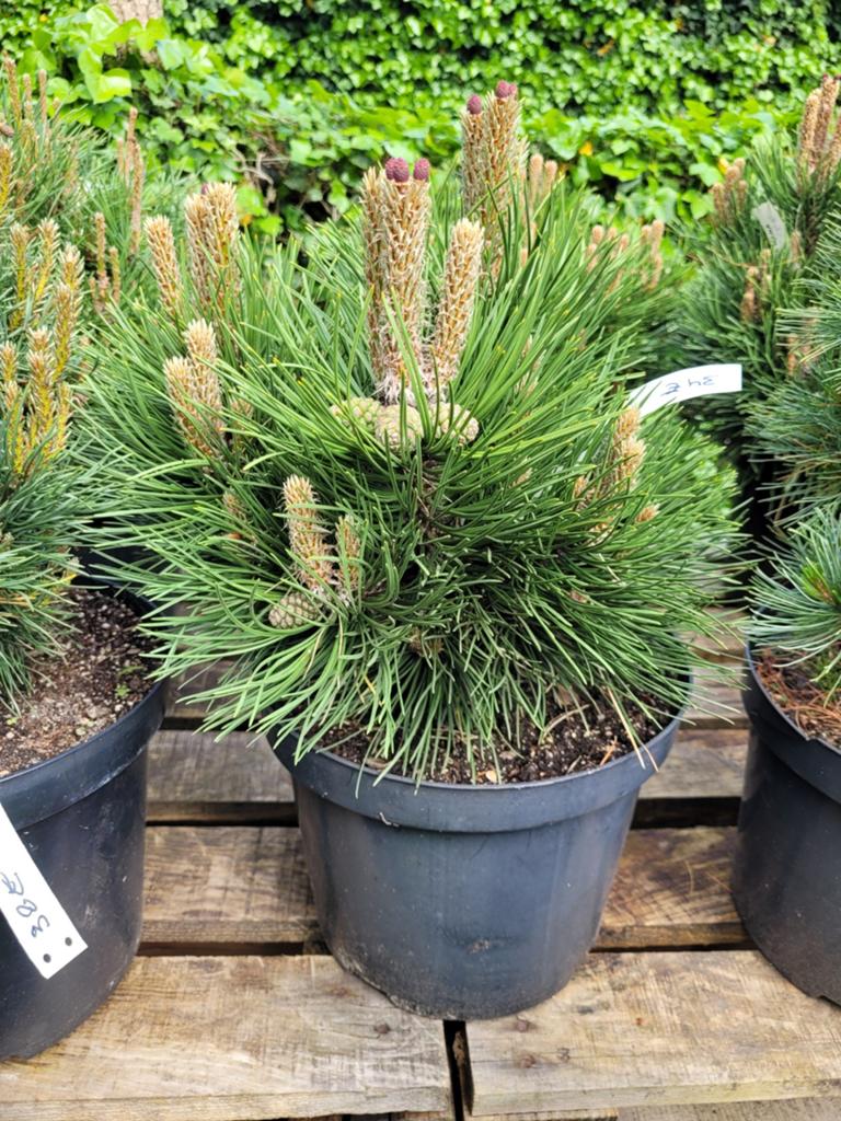 Pinus Nigra Nana - Dwerg Oostenrijkse Den, Tuin en Terras, Planten | Tuinplanten, Volle zon, Vaste plant, Bloeit niet, Ophalen