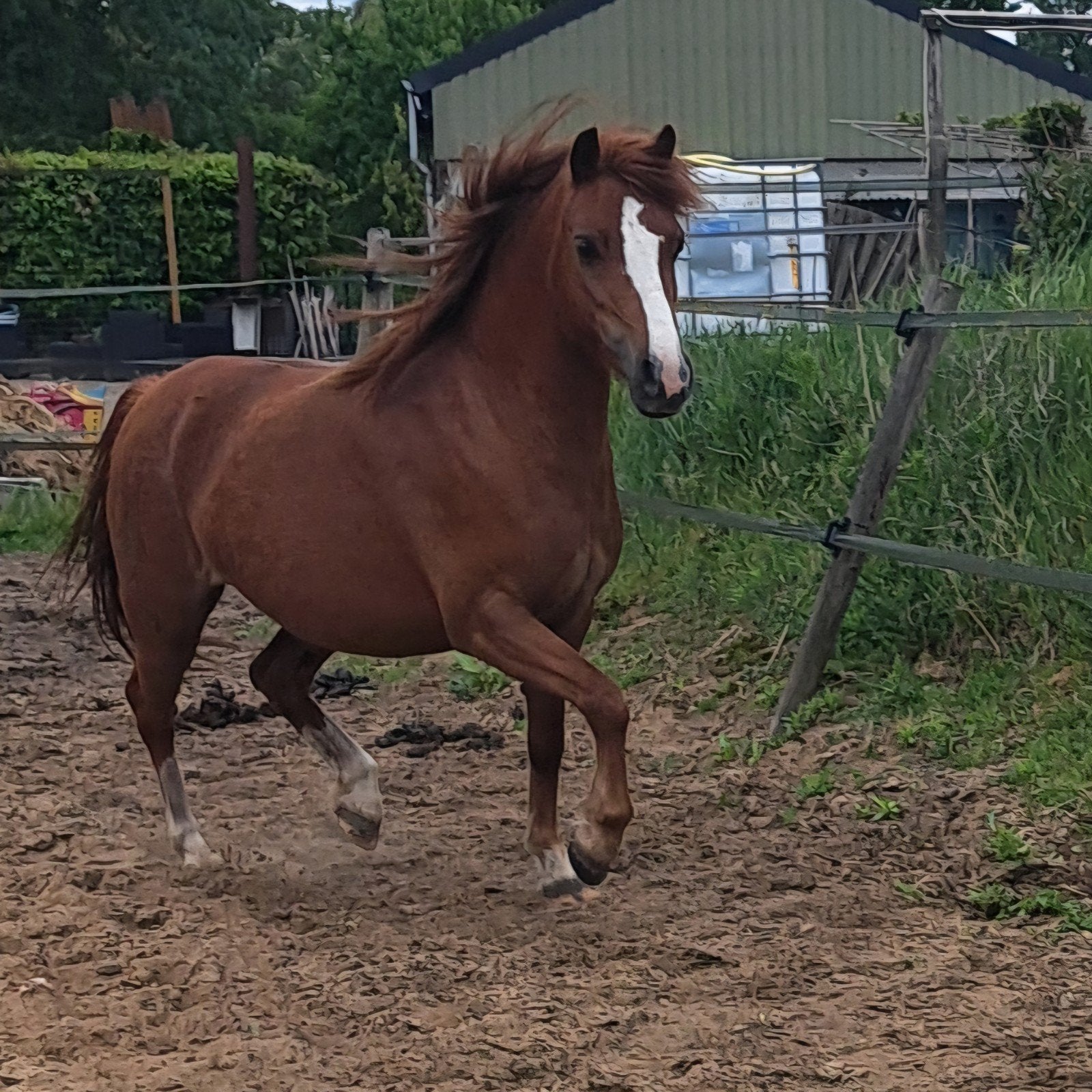 Leuke 4 jarige welsh A vos, Dieren en Toebehoren, Merrie, B pony (1.17m tot 1.27m), Met stamboom, 3 tot 6 jaar