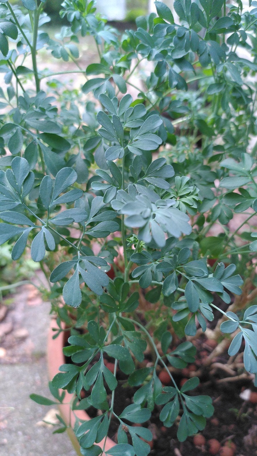 Wijnruit (Ruta graveolens) in terracotta pot. Herb of Grace., Ophalen, Vaste plant, Kruiden, Halfschaduw