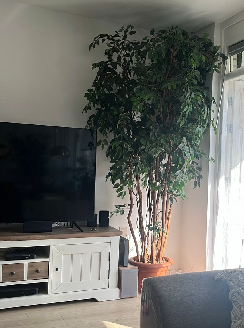Grote Kunst Ficus Liana - 2.20m met pot, Ophalen, Groen, Kunstplant, Zo goed als nieuw