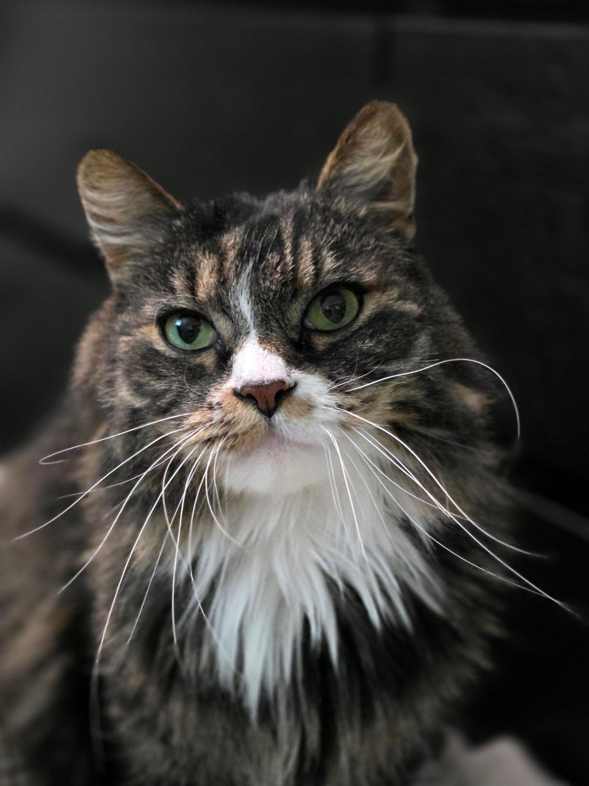 Noorse boskat zoekt nieuw mandje., Kater, Ontwormd, 6 jaar of ouder