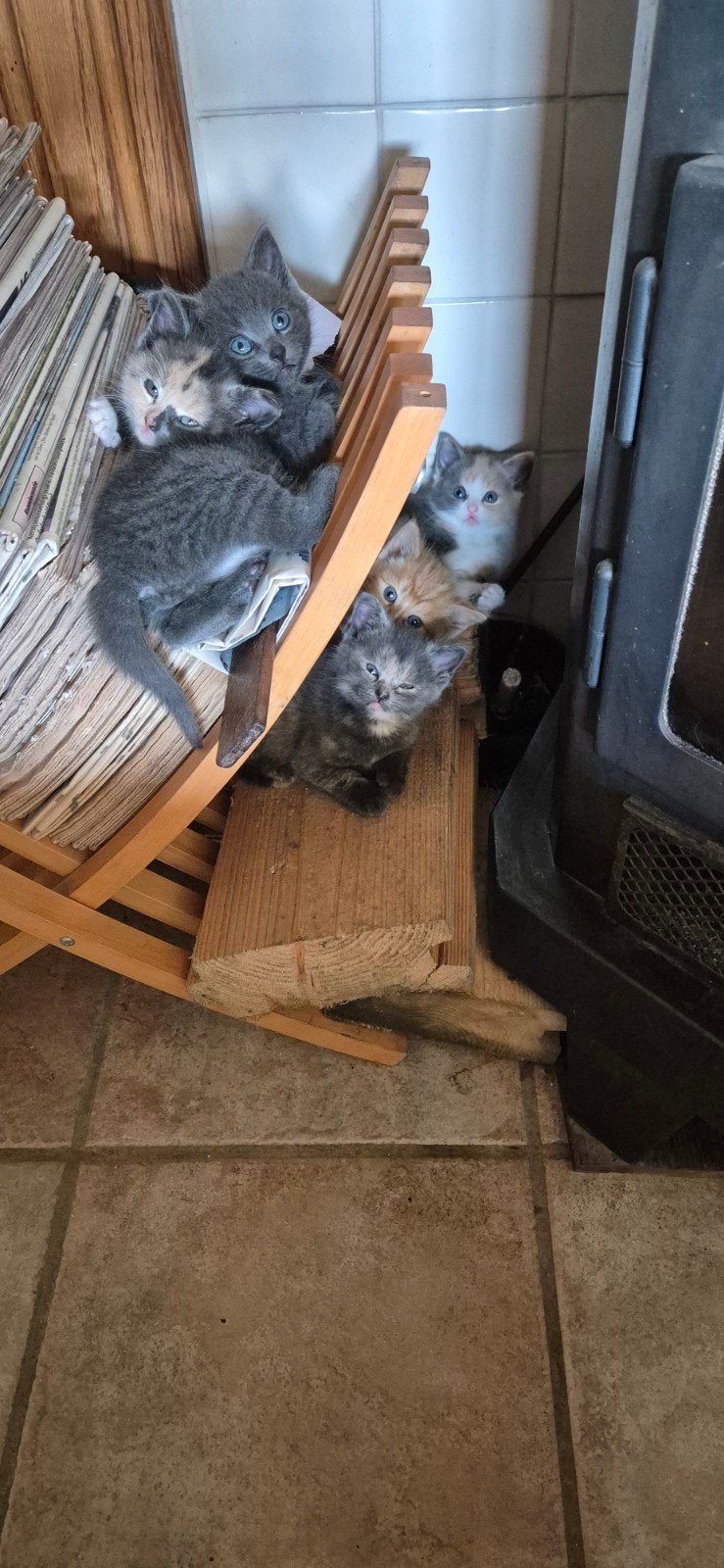 Te koop kittens mooie kittens poes/kater worden nu 8 weken, Dieren en Toebehoren, Katten en Kittens | Overige Katten, Kortharig