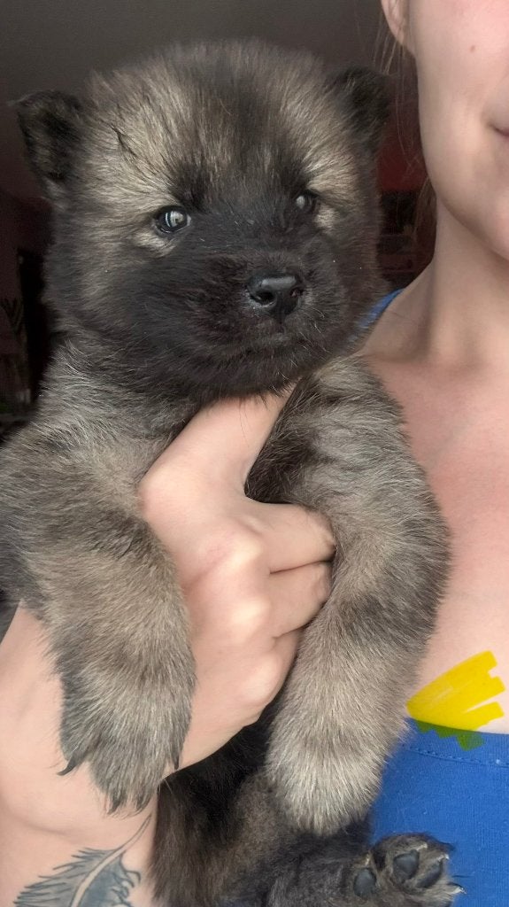 🐾 Nog 2 lieve teefjes op zoek naar een gouden mandje! 🐾, Dieren en Toebehoren, Parvo, België, Particulier, Overige rassen