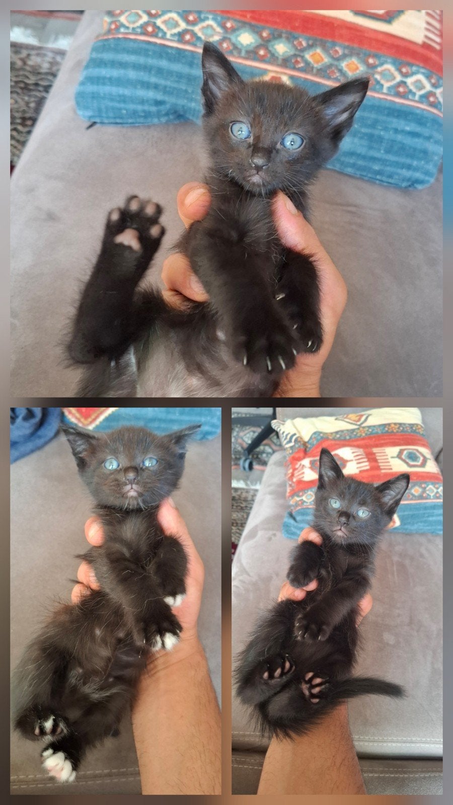 Prachtige kittens half Birman, Kater