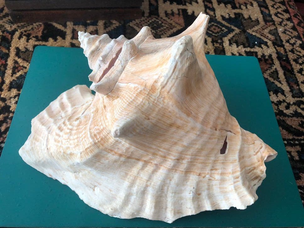 Slakkenhuis.Indrukwekkend,maar niet perfect +/-25cm.Schoon, Ophalen, Schelp(en)