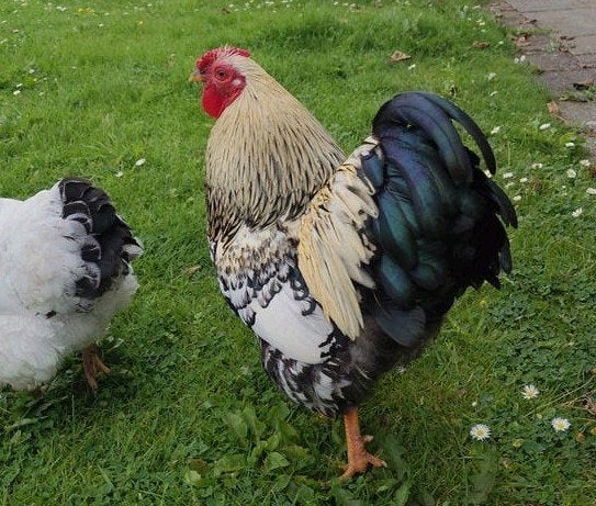 Wyandotte haan, Dieren en Toebehoren, Mannelijk, Kip
