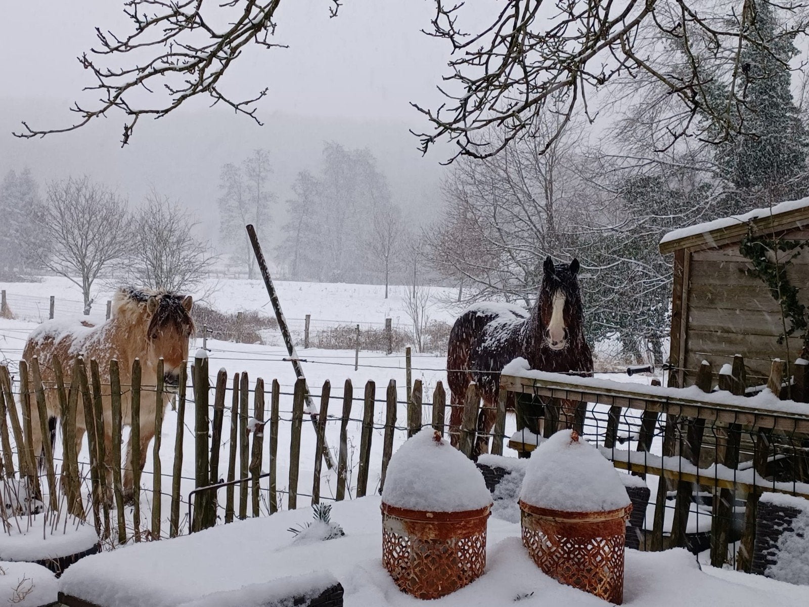 Stalling met vrije uitloop, weide, paard tot 1,60 m Spaubeek, Weidegang, 1 paard of pony