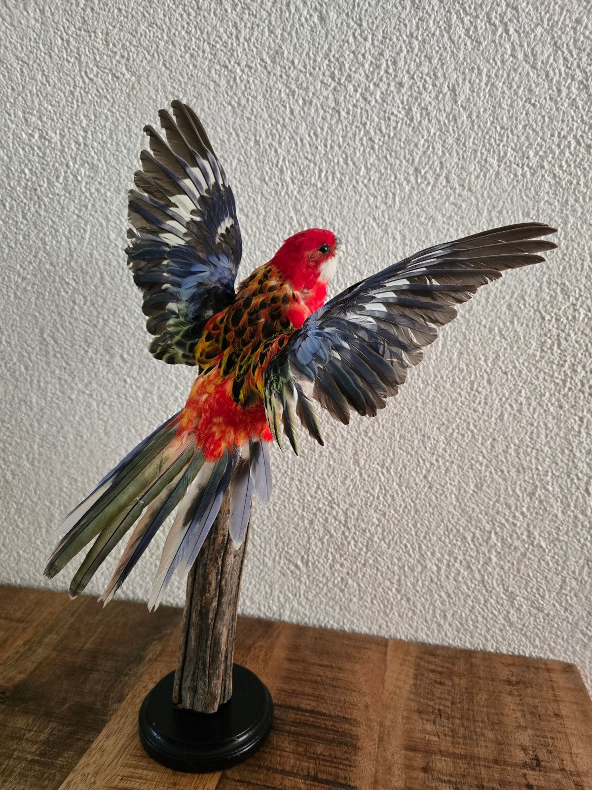 Prachtige opgezette Prachtrosella, Ophalen of Verzenden, Nieuw, Vogel, Opgezet dier