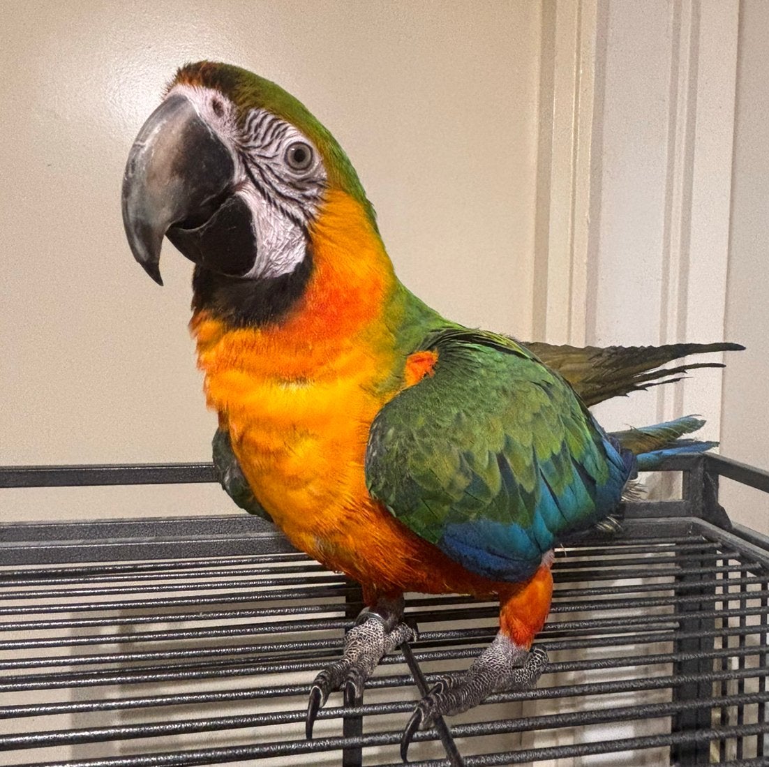 Mooie lieve jonge Catalina Ara, Mannelijk, Papegaai, Pratend