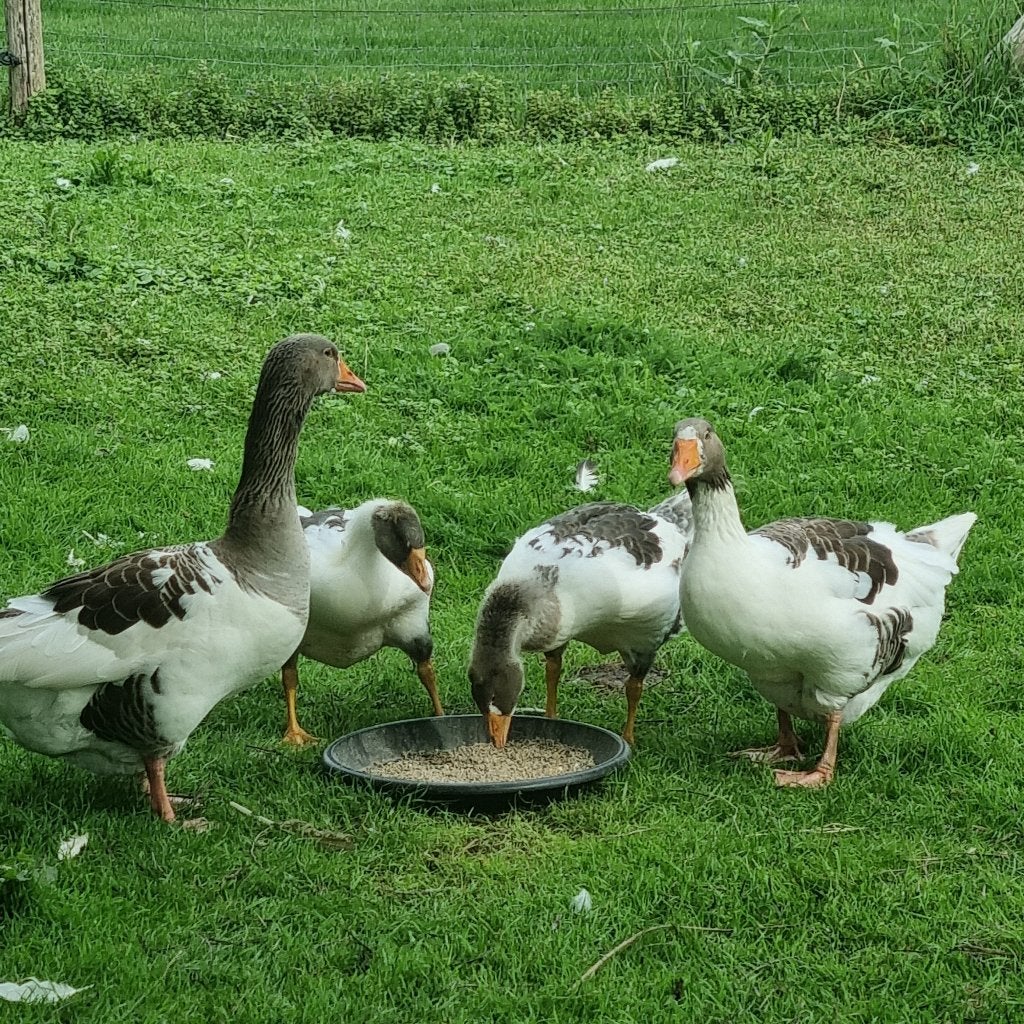 2 jonge Twentse Landganzen – uit broed van dit jaar, Meerdere dieren, Gans of Zwaan