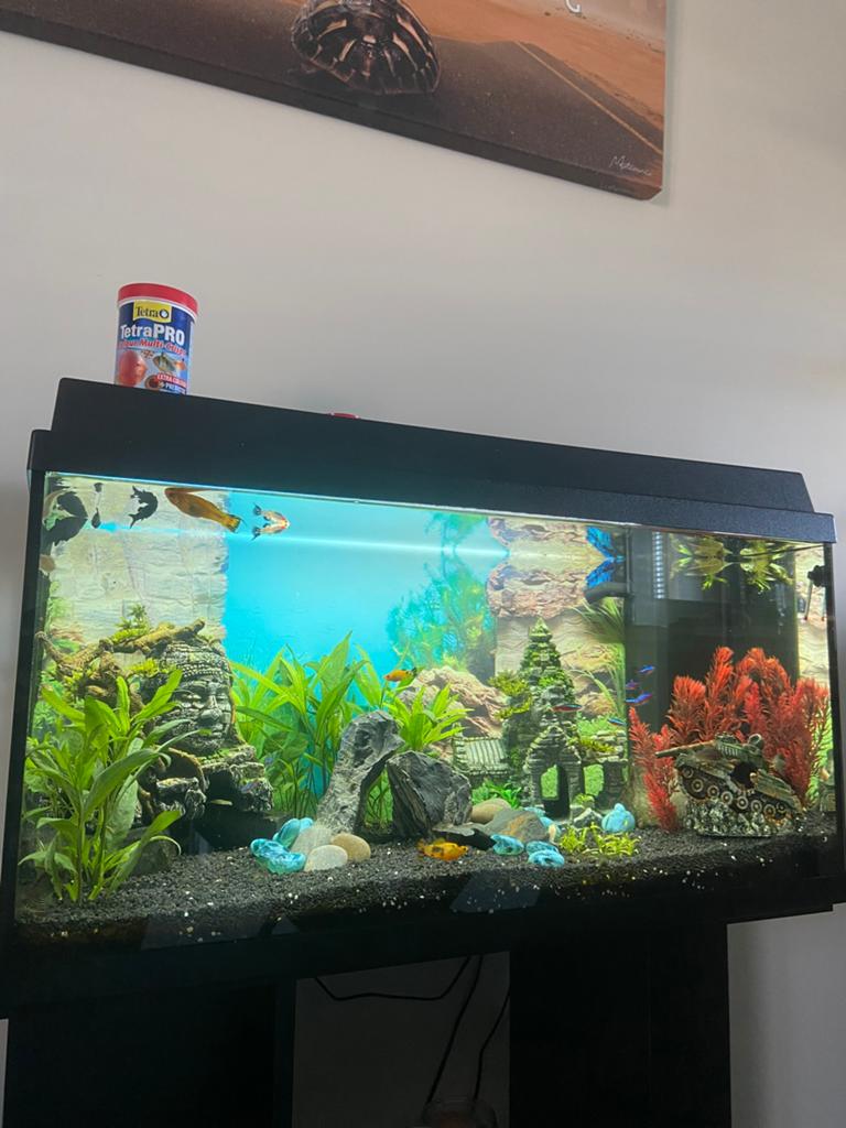 Vissen ter overname, Ophalen, Gebruikt, Gevuld zoetwateraquarium, Juwel
