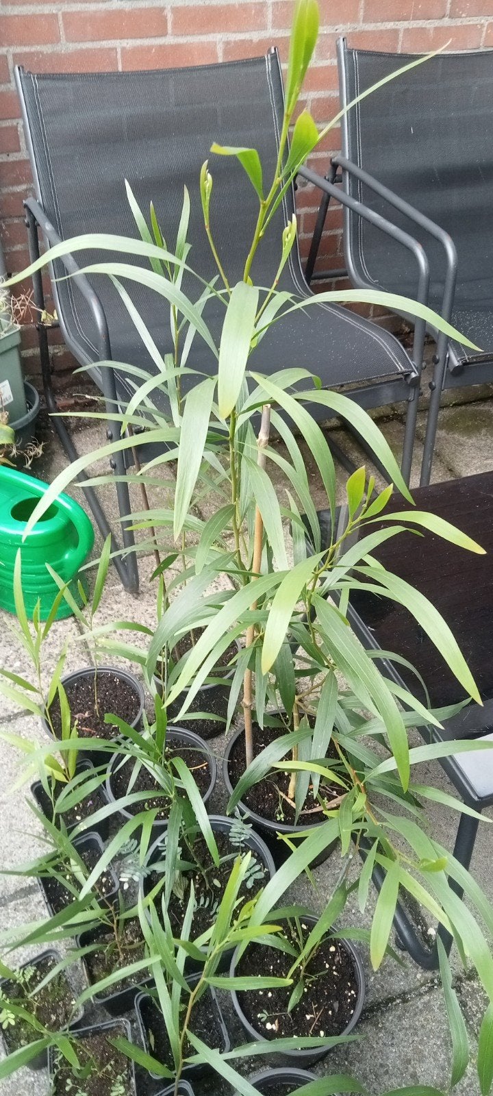 Acacia longifolia, Mimosa longifolia planten kleine en grote, Volle zon, Minder dan 100 cm, Zomer, Overige soorten